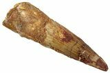 Fossil Spinosaurus Tooth - Real Dinosaur Tooth #268394-1